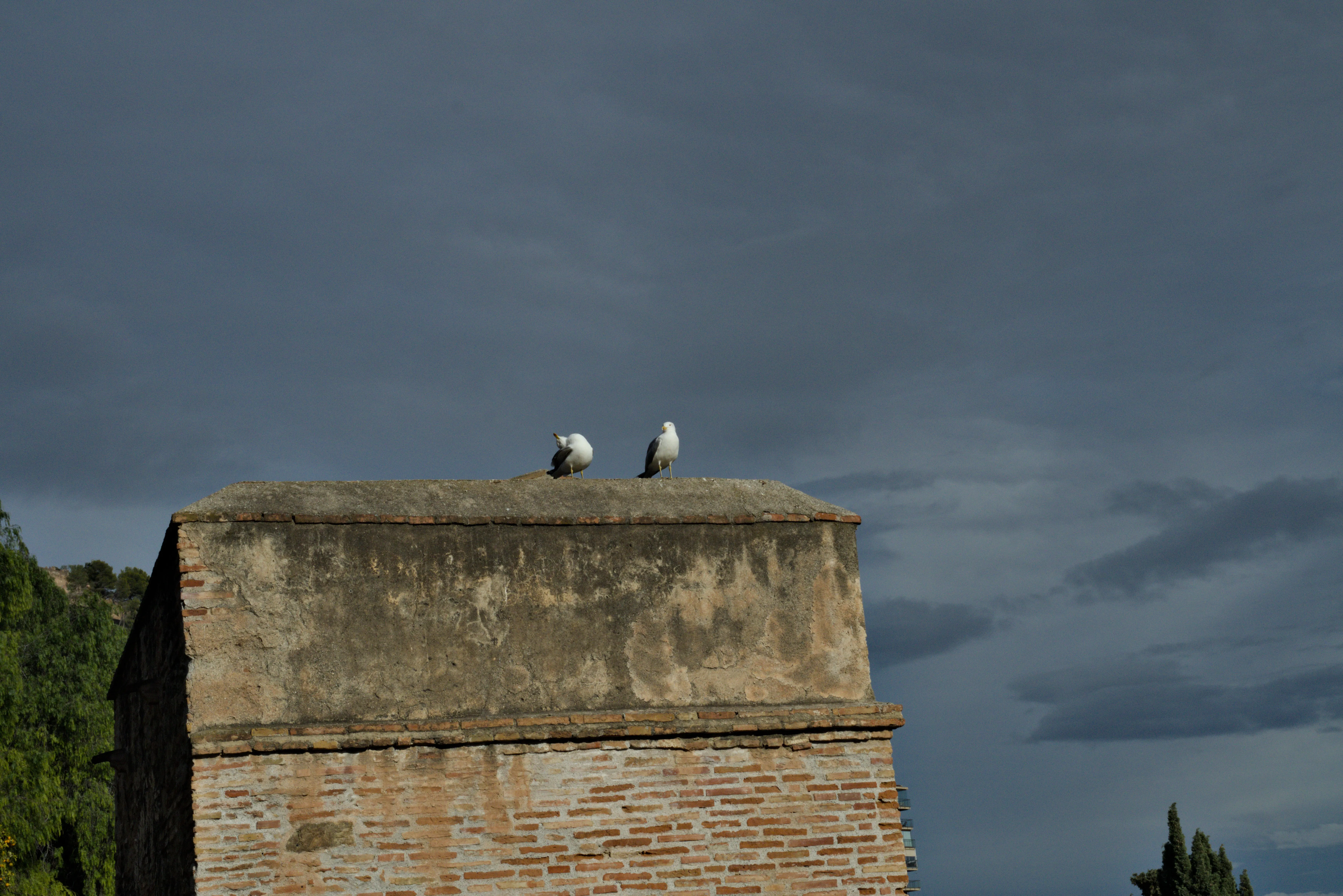 Meyer-Optik Görlitz Primagon 35mm f4.5 (M42) - _I4A7287.webp